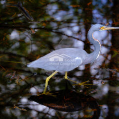 Cape Coral Florida Heron