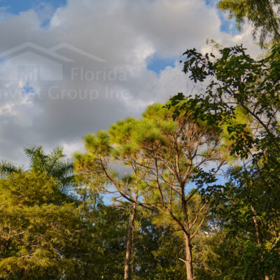 Four Mile Cove Ecological Preserve Trees Cape Coral Florida