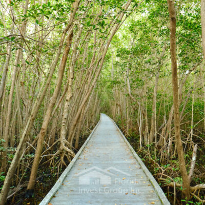 Four Mile Cove Ecological Preserve Boardwalk Cape Coral Florida